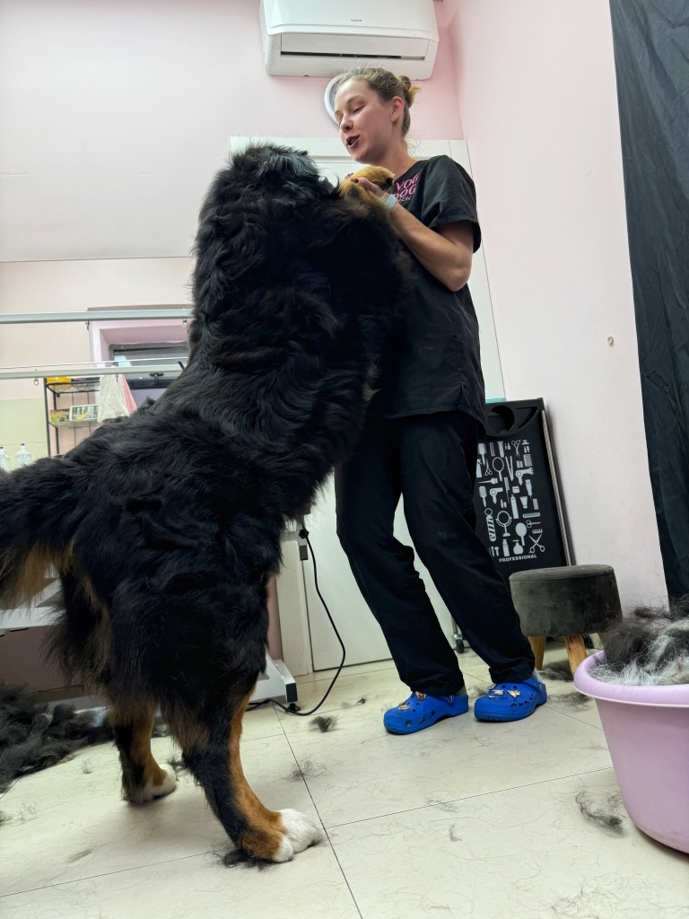 Грумер V.O.G DOG SALON намагається втримати бернського зенненхунда