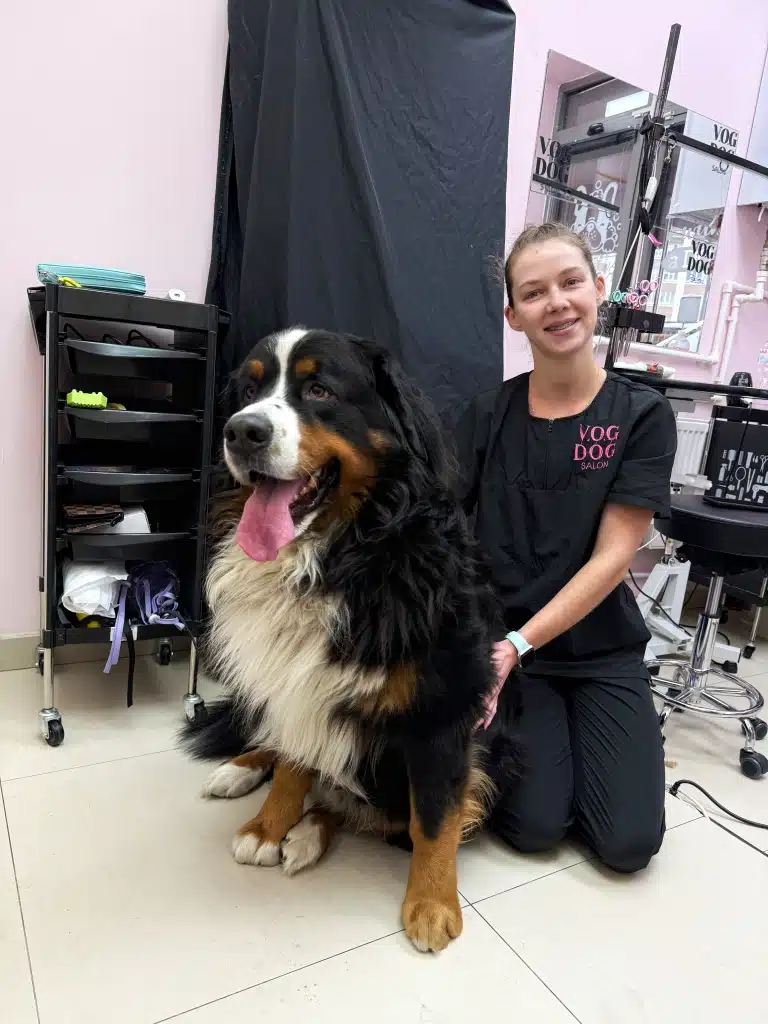 Грумер V.O.G DOG SALON позує з бернським зенненхундом після грумінгу