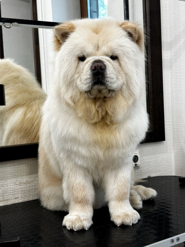 Чау-чау вже чекає, коли його відпустять додому та дадуть смаколика