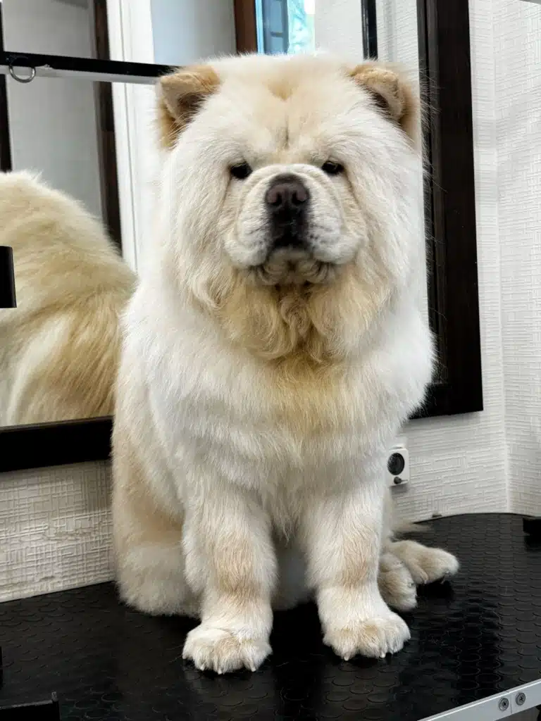 Чау-чау вже чекає, коли його відпустять додому та дадуть смаколика