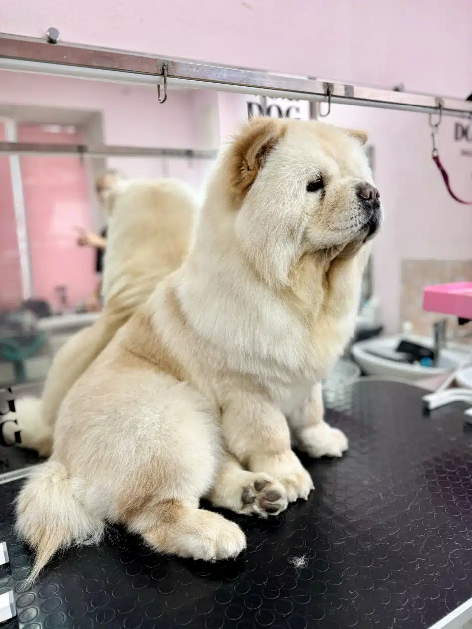 Чау-чау вирішив прилягти, поки грумер несе гріндер для запилу кігтів