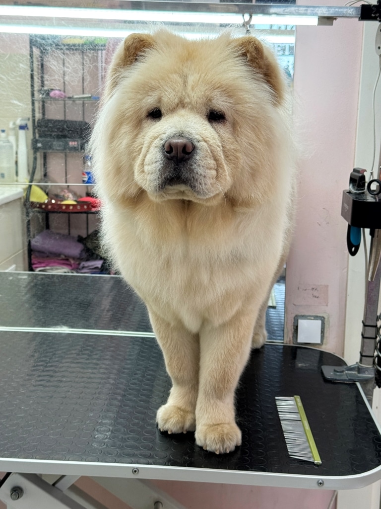 Кремовий чау-чау хизується своєю доглянутою левовою грудкою