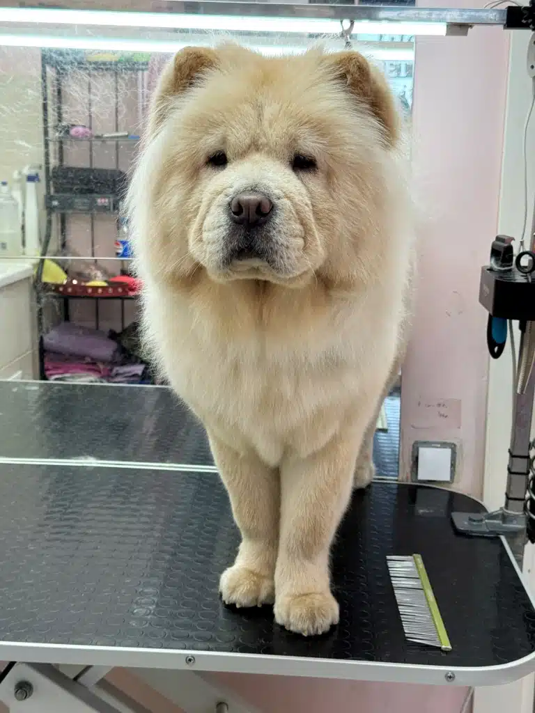 Кремовий чау-чау хизується своєю доглянутою левовою грудкою