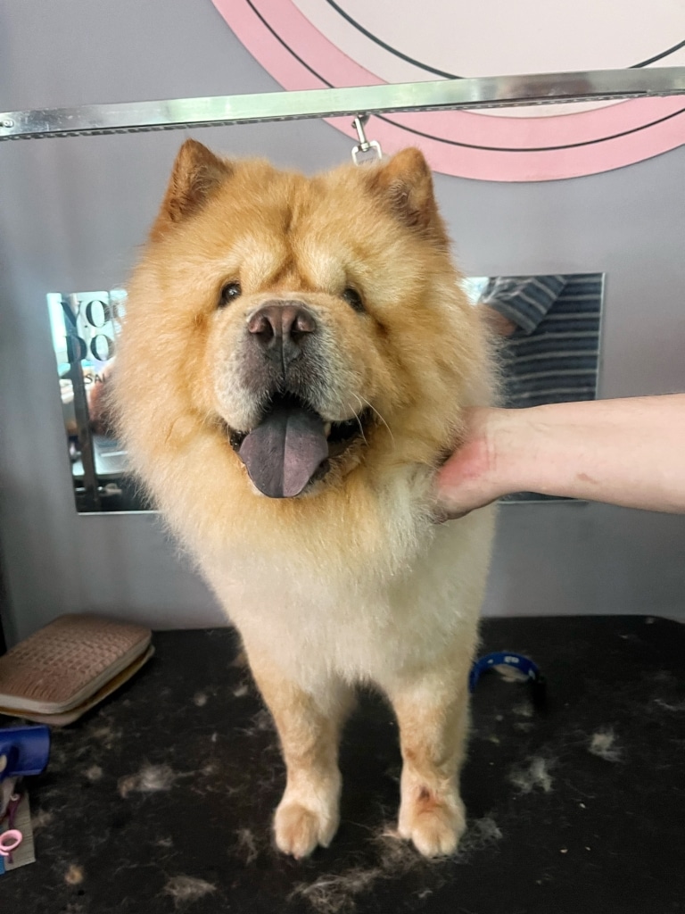 Щасливий чау-чау показує язика, адже грумінг вже завершився і скоро додому