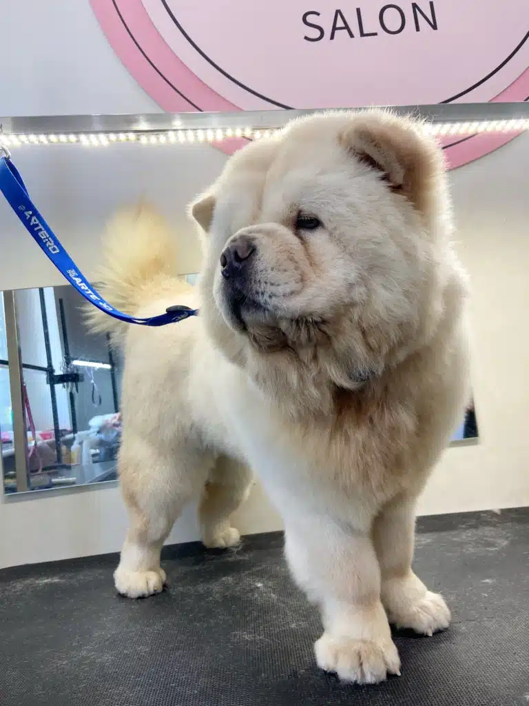 Чау-чау зазирає у вікно і сподівається там побачити власників