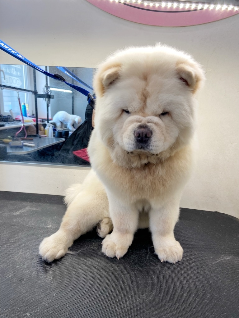 Чау-чау втомився після професійного грумінгу та завалився на попу