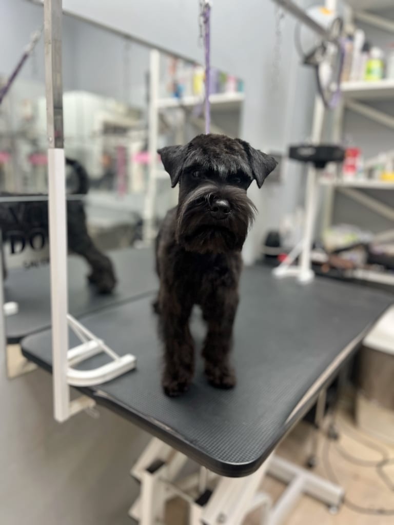 Фахівець фотографує чорного цвергшнауцера, щоб оцінити якість своєї роботи