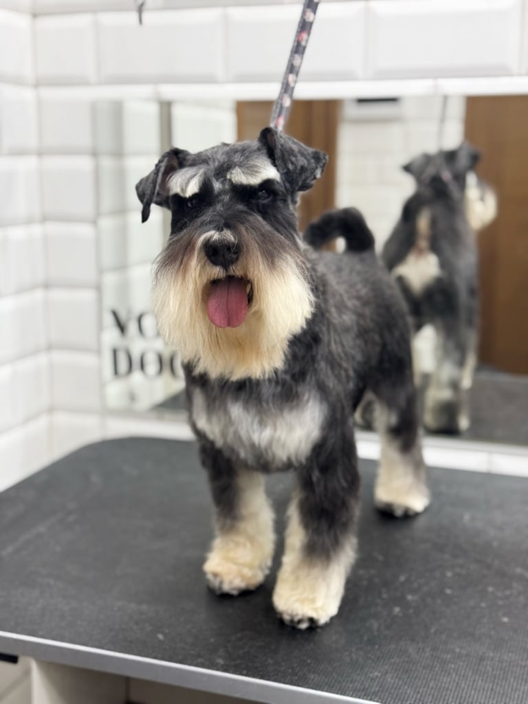 Милий цвергшнауцер показує язика грумеру