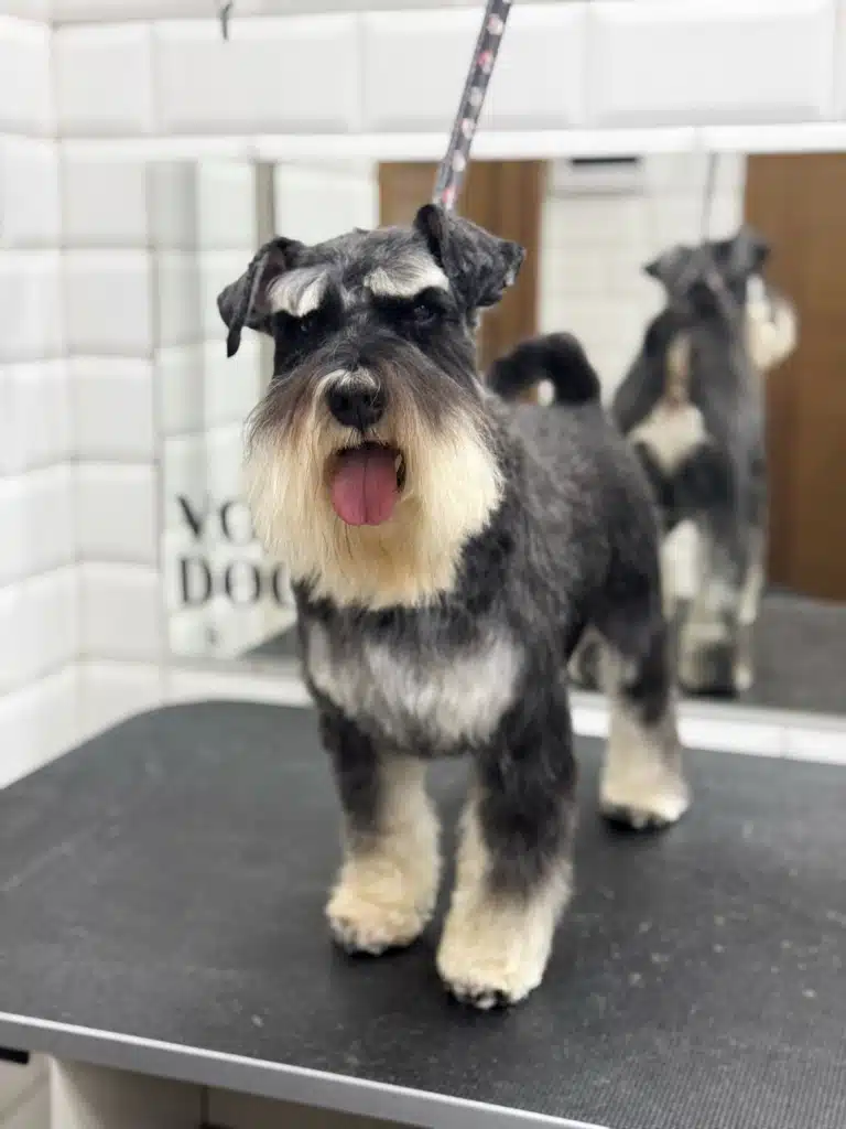 Милий цвергшнауцер показує язика грумеру