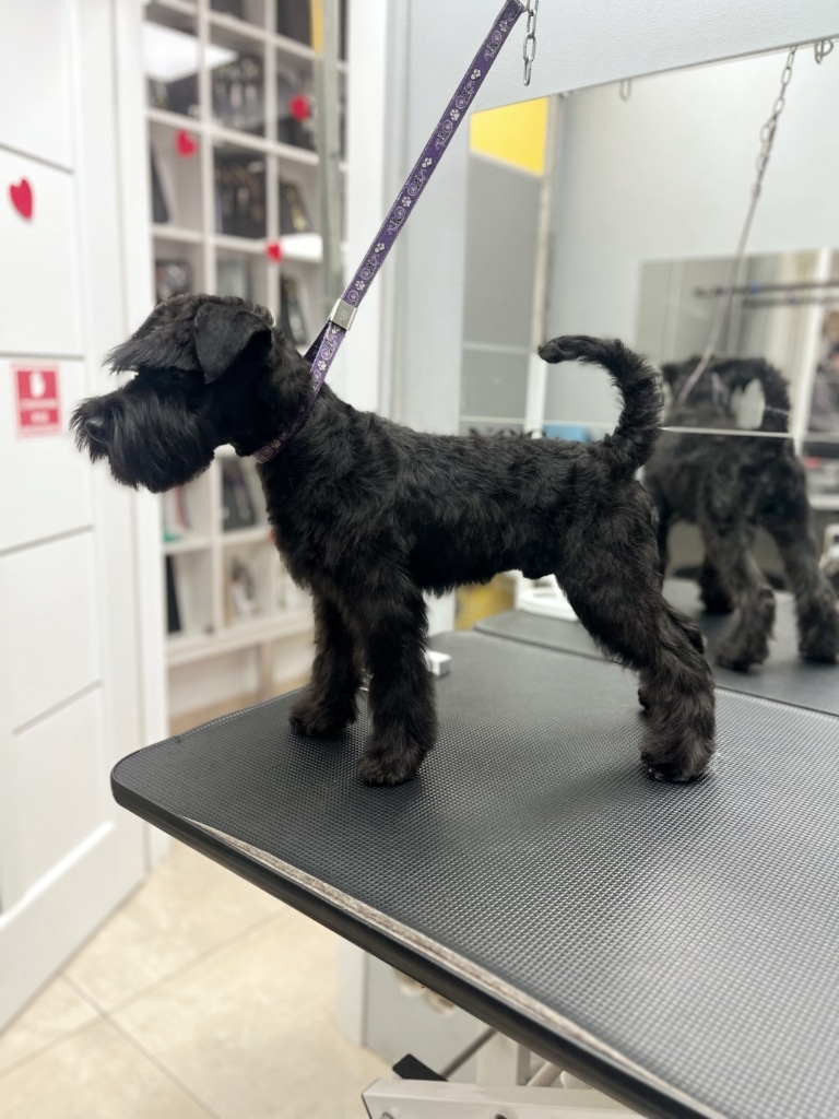 Чорний цвергшнауцер навпроти дзеркал уважно роздивляється щось поза об'єктивом