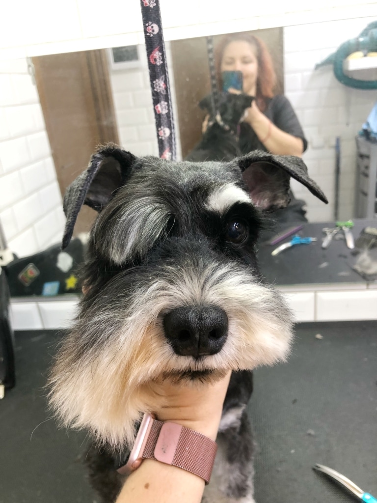 Цвергшнауцер чекає, поки грумер нарешті підстриже і іншу сторону мордочки