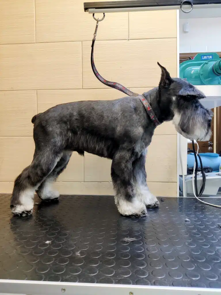 Цвергшнауцер чекає, поки грумер його сфотографує в профіль після стрижки