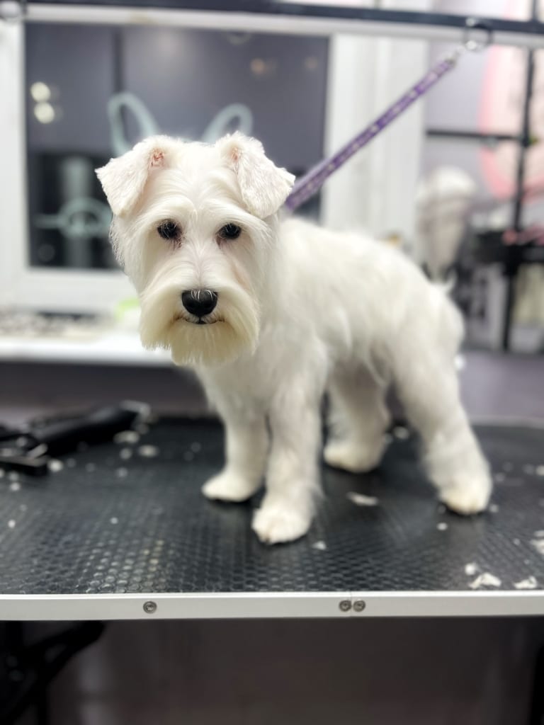Білий цвергшнауцер в процесі стрижки шерсті у грумера