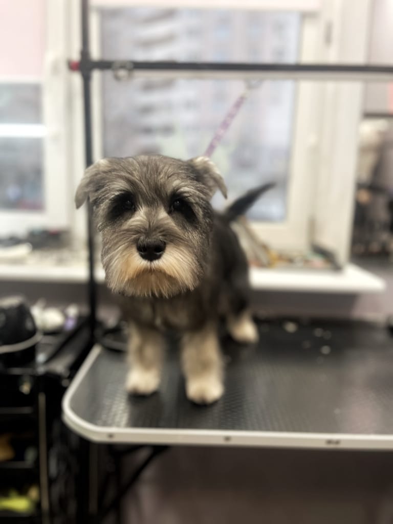 Цвергшнауцер витягнув голову та уважно вдивляється в об'єктив