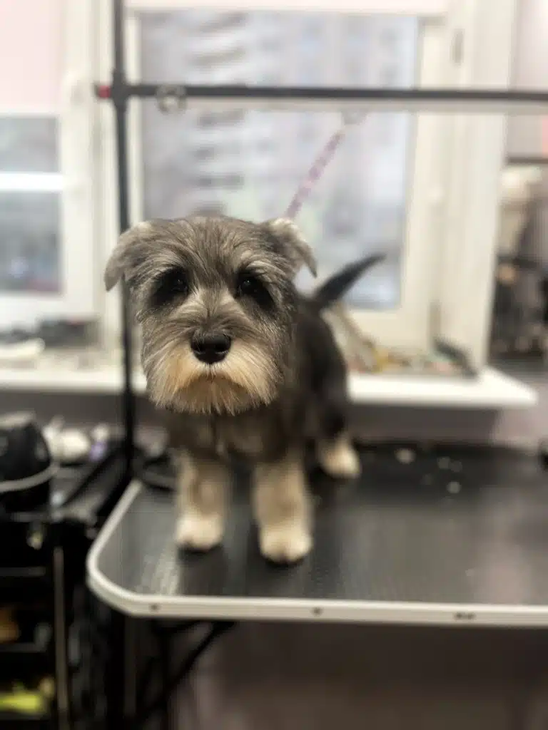 Цвергшнауцер витягнув голову та уважно вдивляється в об'єктив