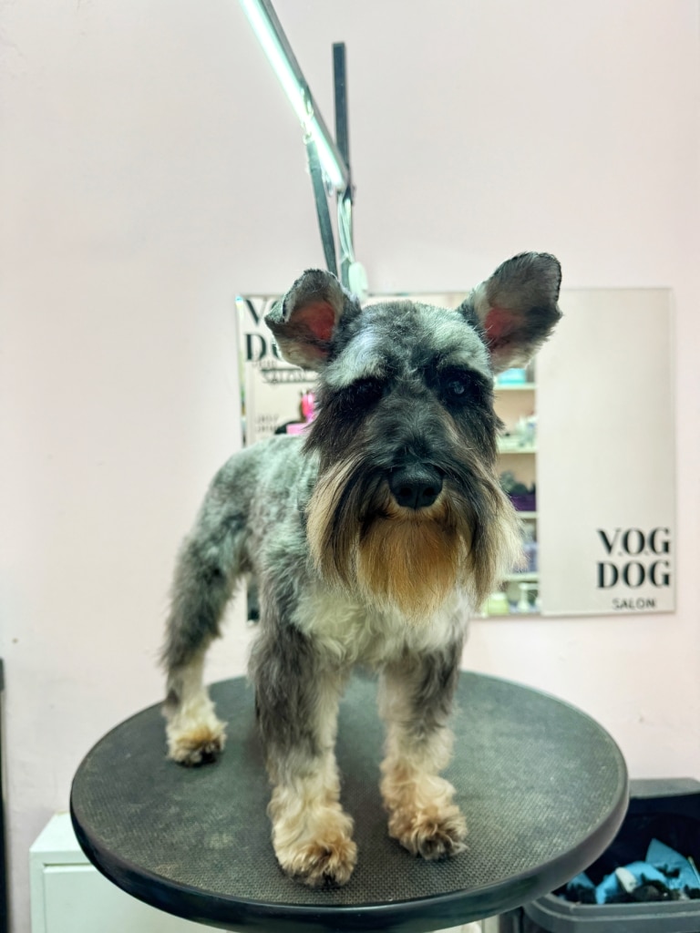 Цвергшнауцер з довгою бородою на круглому столі очікує на батьків в грумерській