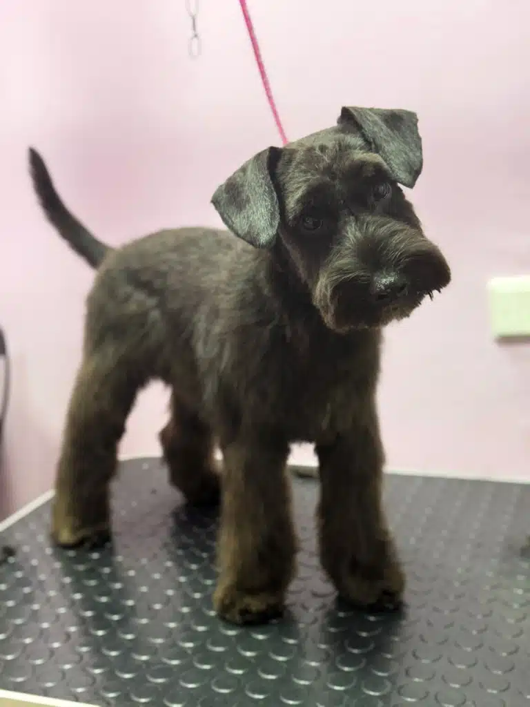 Чорний цвергшнауцер цікаво щось роздивляється на рожевому фоні