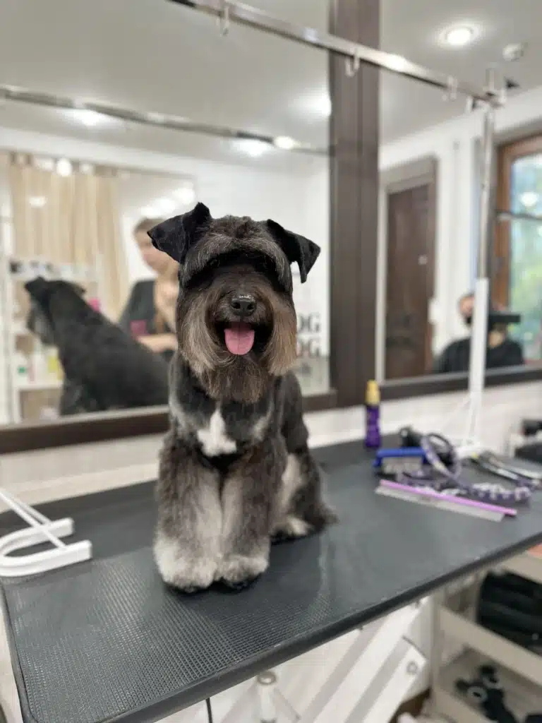 Доглянутий цвергшнауцер посміхається грумеру на камеру в салоні