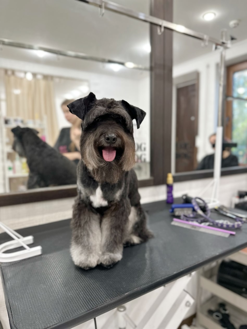 Доглянутий цвергшнауцер посміхається грумеру на камеру в салоні