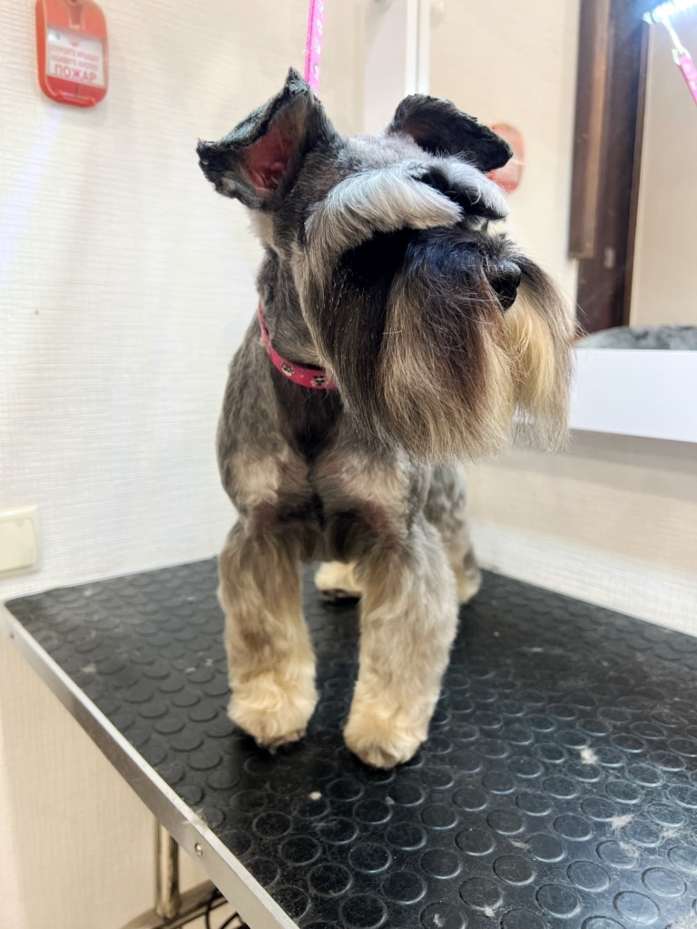 Цвергшнауцер на стилі з густими білими бровами стоїть на грумерському столі