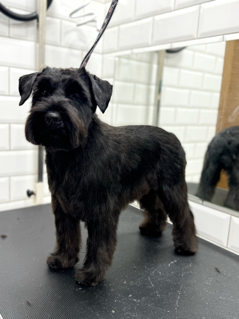 Чорний цвершнауцер готовий підкорювати світ після грумінгу