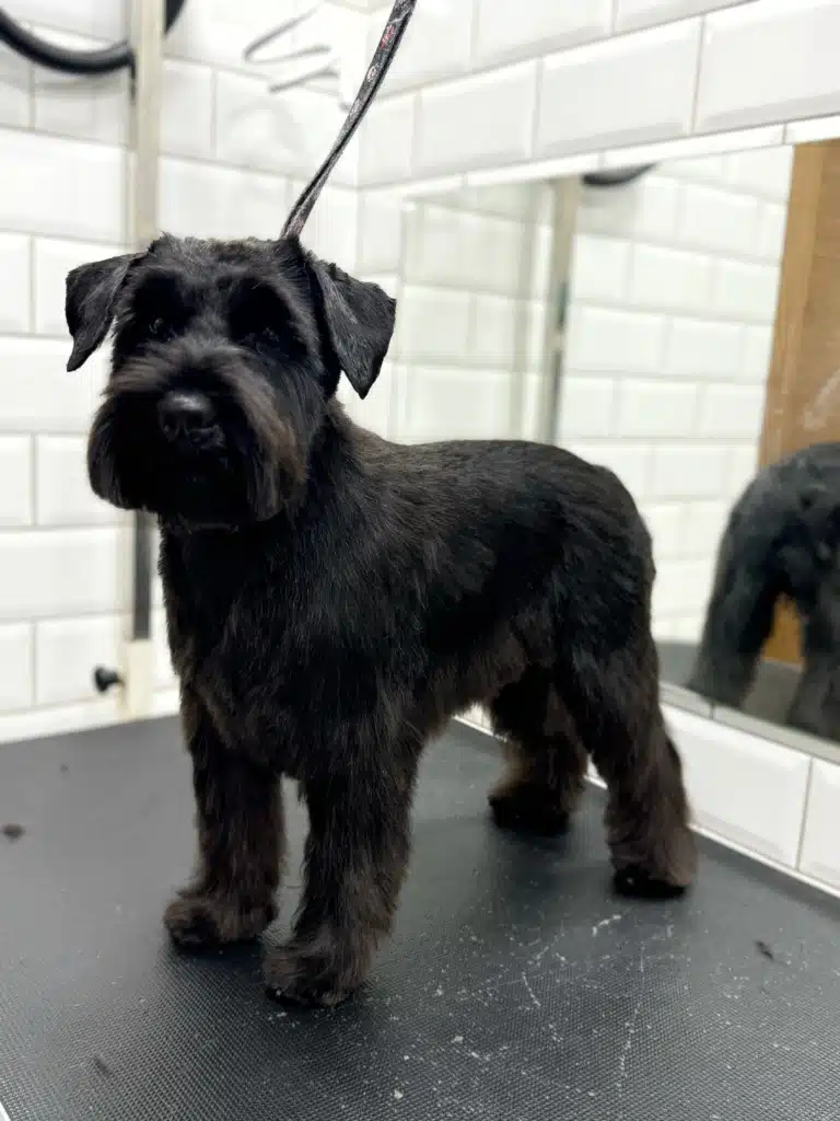 Чорний цвершнауцер готовий підкорювати світ після грумінгу