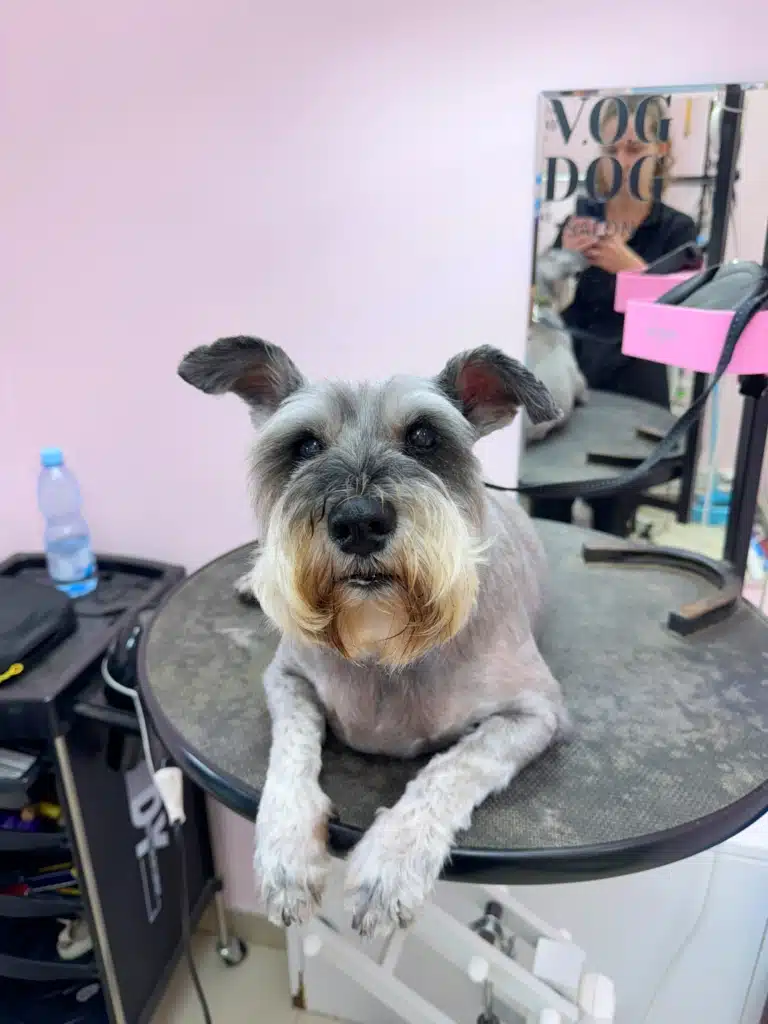 Втомлений цвергшнауцер готовий до зустрічі з власниками