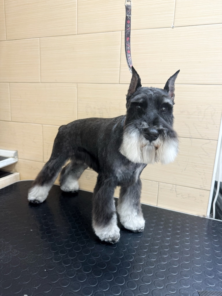 Цвергшнауцер позує грумеру після стрижки