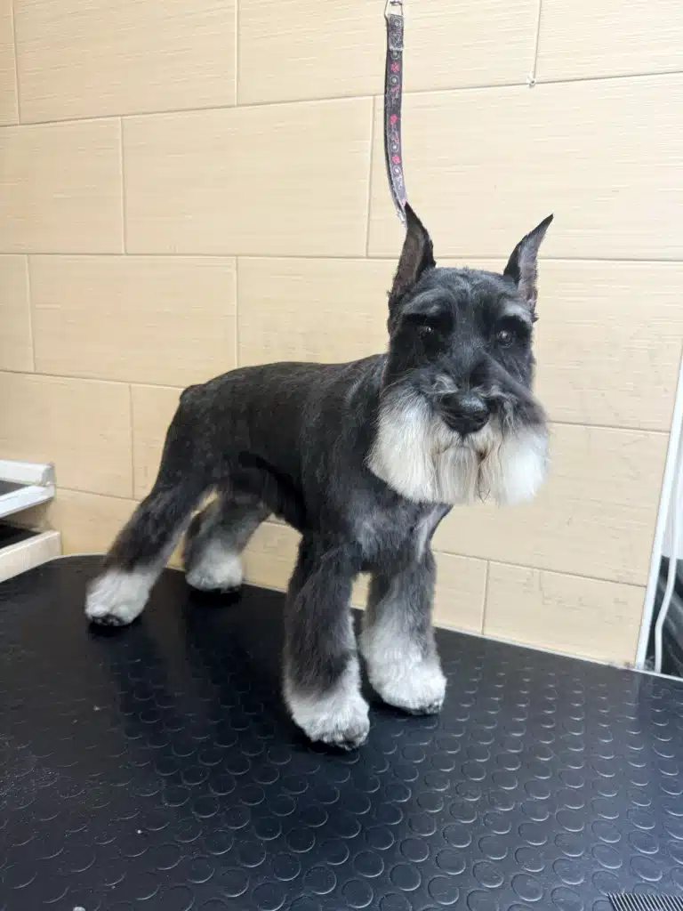 Цвергшнауцер позує грумеру після стрижки