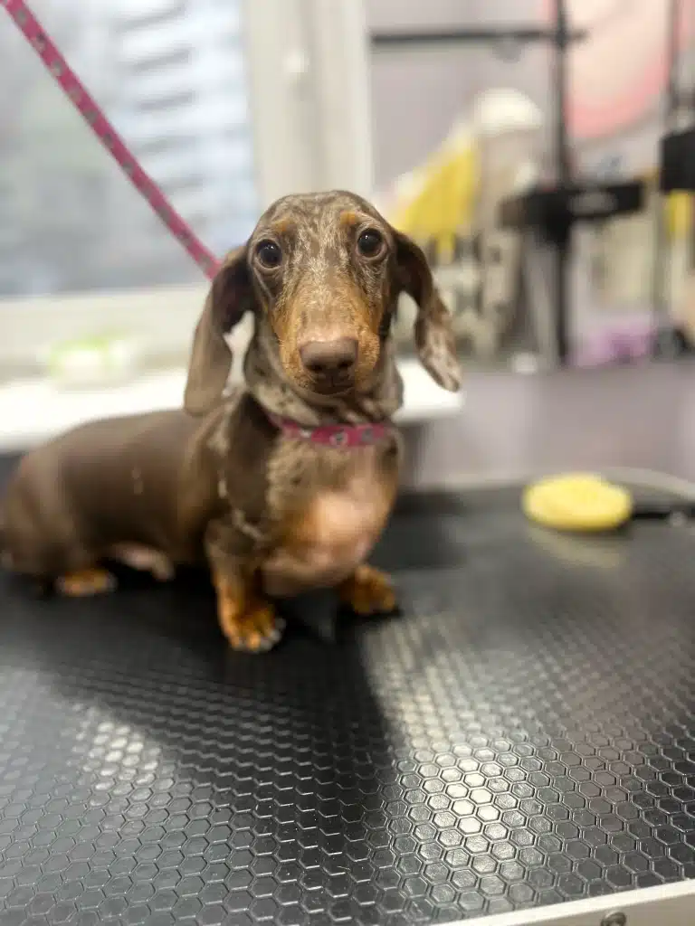 Такса окрасу мерль на рожевій рінговці позує на камеру грумера