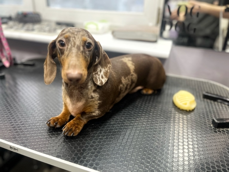 Такса готова до вичісування силіконовою жовтою щіткою