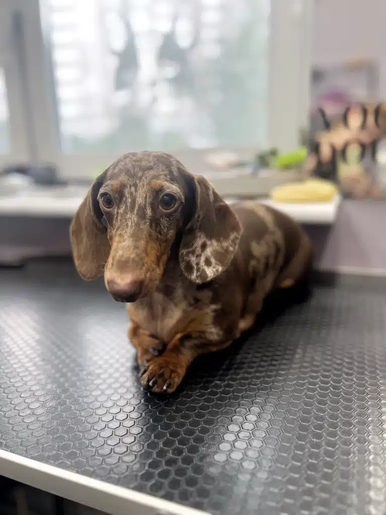 Такса чекає на підстригання кігтів в салоні