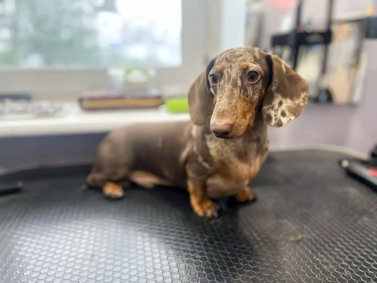 Такса сидить на робочому столі грумера в очікування вичісу