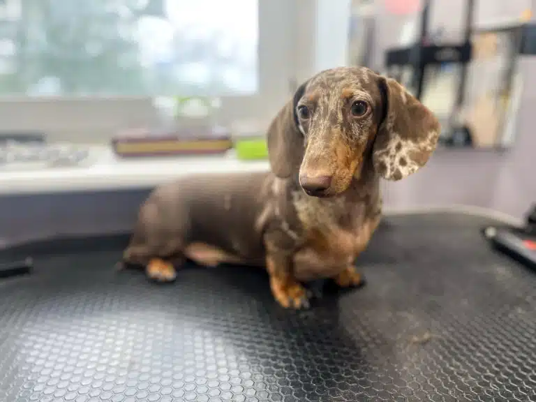 Такса сидить на робочому столі грумера в очікування вичісу