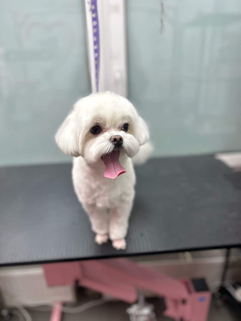 Мальтезе забрили лапки і підстригли вушка, тож тепер можна вирушати у відпустку