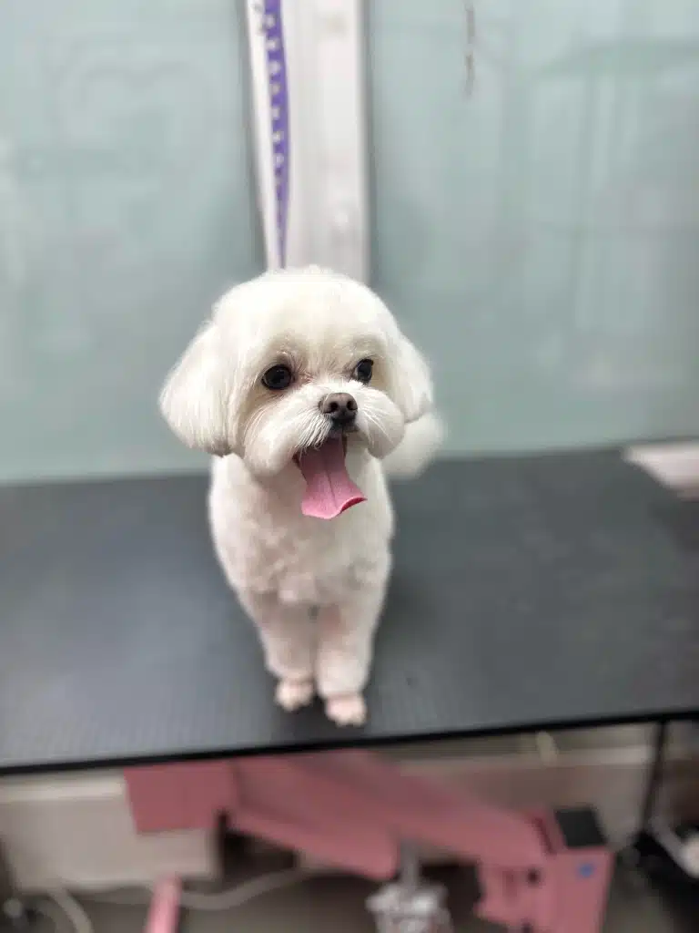 Мальтезе забрили лапки і підстригли вушка, тож тепер можна вирушати у відпустку