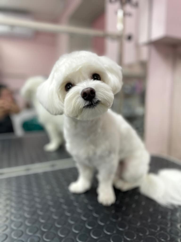 Мальтезе після повного комплексу мило вдивляється в об'єктив камери