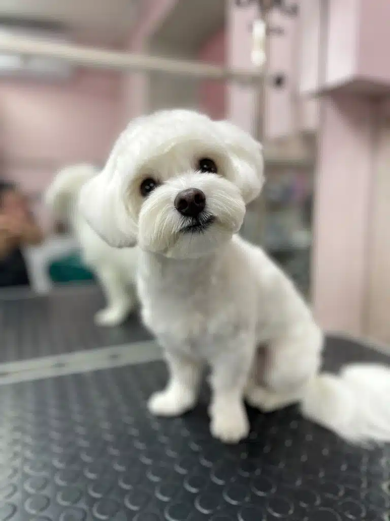 Мальтезе після повного комплексу мило вдивляється в об'єктив камери