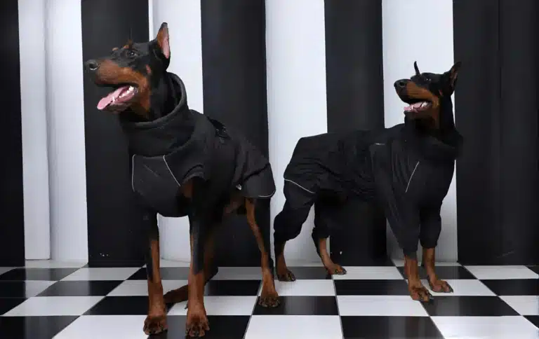 Двоє доберманів в однаковій одежі в чорно-білій кімнаті