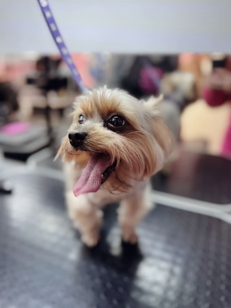 Йорк висолопив язика, демонструючи бажання попити води