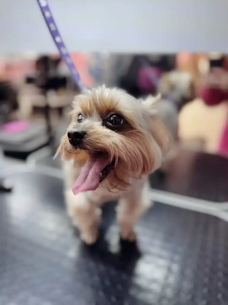 Йорк висолопив язика, демонструючи бажання попити води