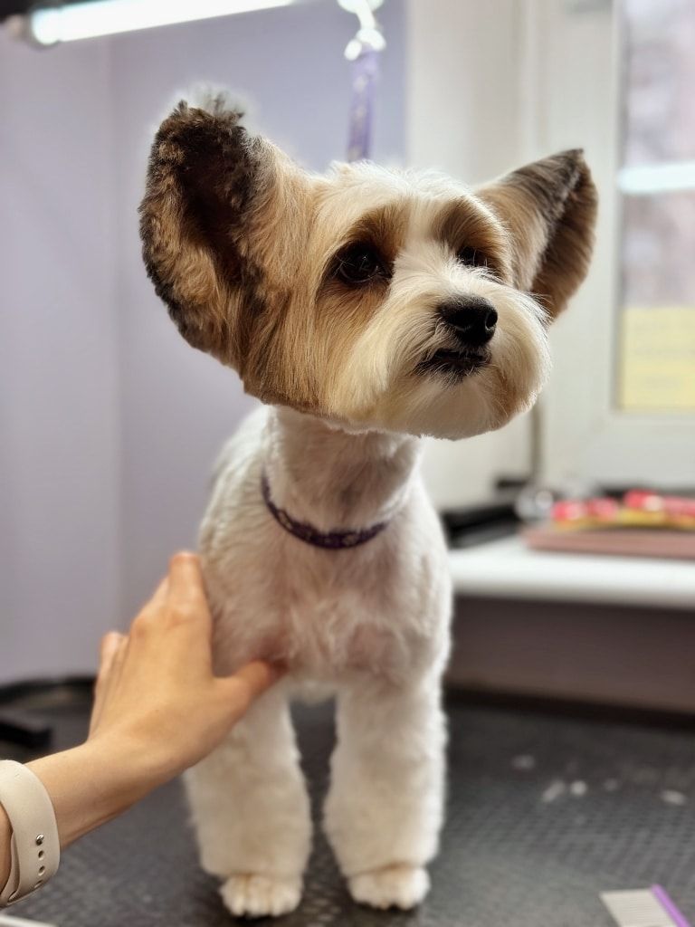 Йорк з короткою стрижкою та забритими лапками дивиться в правий бік