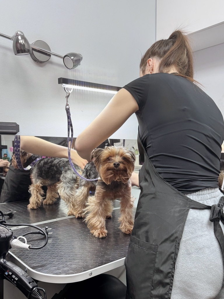 Дівчина в сірих штанях прочісує шерсть йорка перед купанням