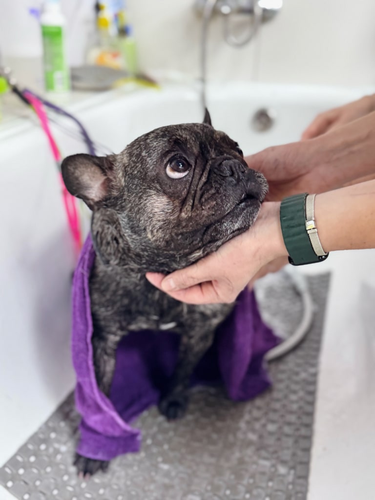 Бульдог дивиться в очі грумера, який накинув йому на спину фіолетовий рушник