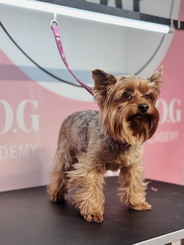 Йорк стоїть на грумерському столі на рожевій ринговці в очікуванні стрижки