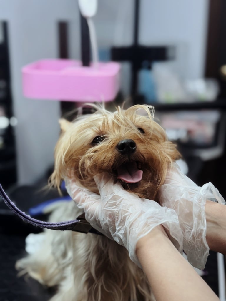 Грумер в прозорих рукавицях тримає голову йорка, масажуючи