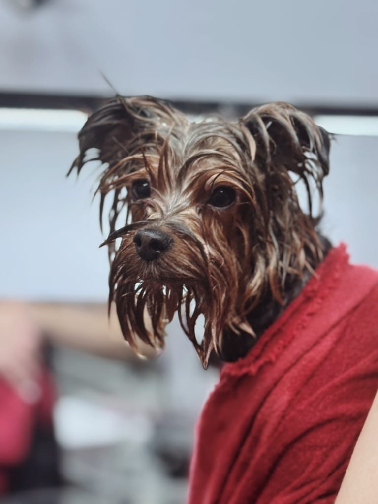 Мокрий йорк у червоному рушнику за чимось спостерігає