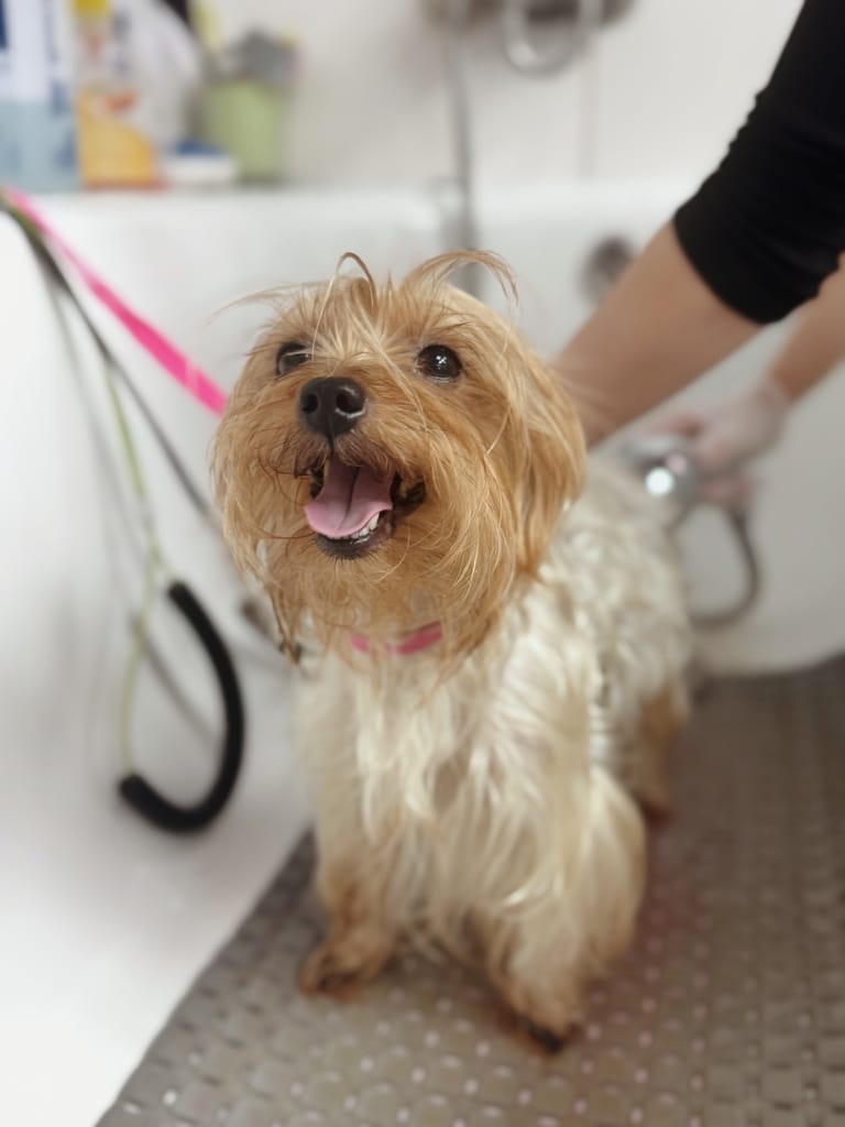 Щасливий йорк приймає ванну у грумера