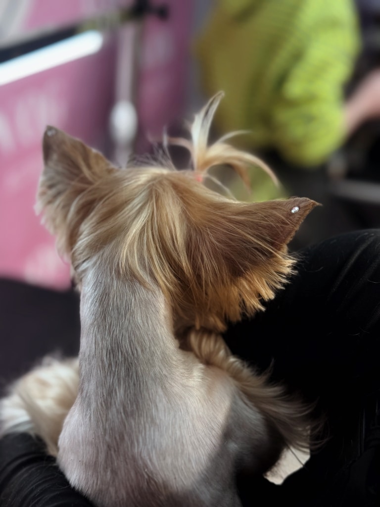 На вушках підстриженого йорка приклеєні стрази