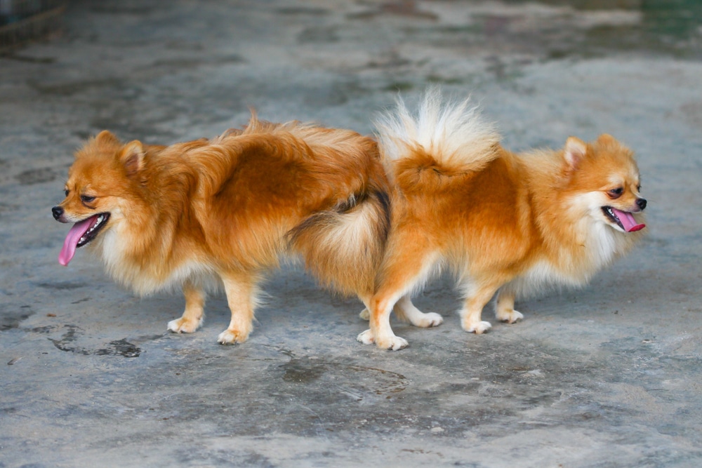 Dog Mating The Raw Truth V O G DOG